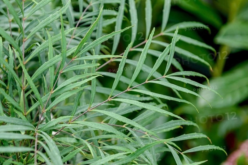 Mahonia (Mahonia eurybracteata 'Soft Caress'), Germany