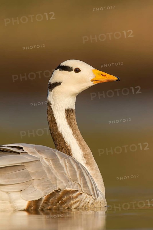 Bar-headed Goose (Anser indicus), Utrecht, Netherlands