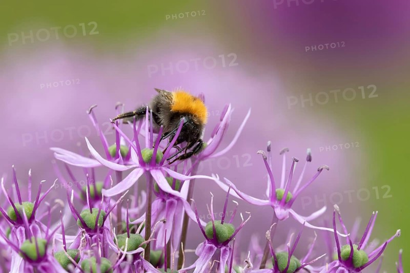 Tree bumblebee (Bombus hypnorum) adult bee insect feeding on a garden purple Allium flower in summer, England, United Kingdom