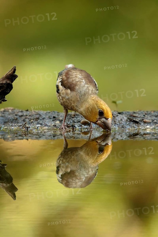 Appelvink jong drinkt water, Hawfinch juvenile drinking water