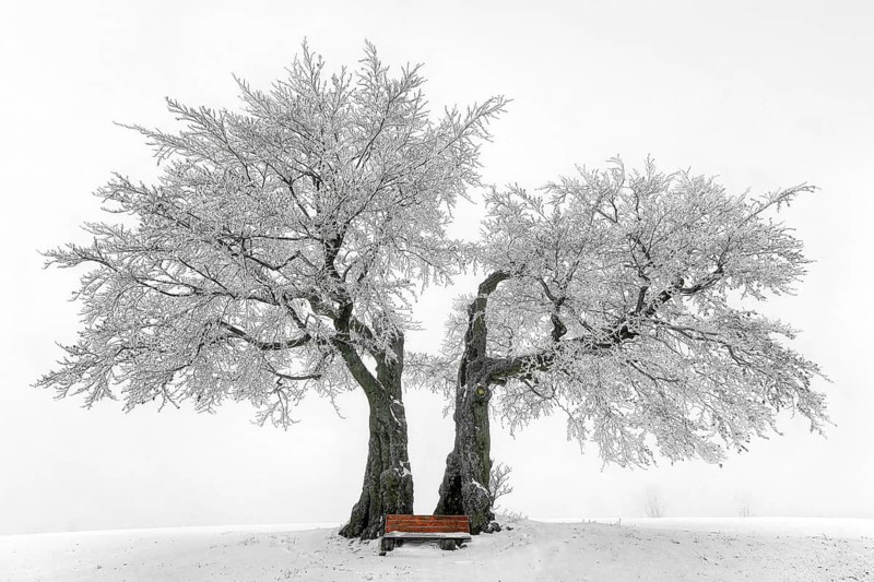 The Kalte Staude, a pair of beech trees, Presseck, Upper Franconia, Federal Republic of Germany