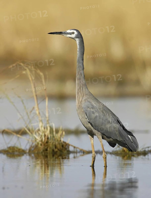 White-faced Heron (Egretta novaehollandiae), Victoria, Australia