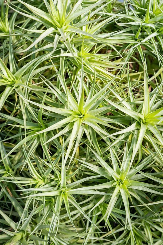 Tillandsia bergeri (Bromeliaceae) Epiphyte from South America, full size
