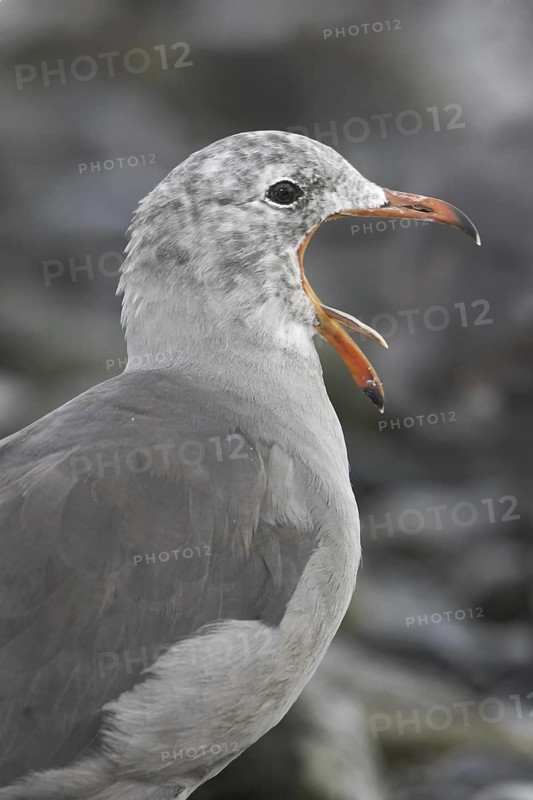 Heermann's Gull (Larus heermanni), British Columbia, Canada