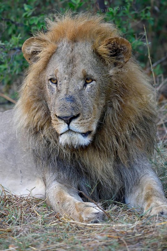 Lion (Panthera leo), male lies in bushes, animal portrait, Khwai region, North-West District, Okavango Delta, Botswana