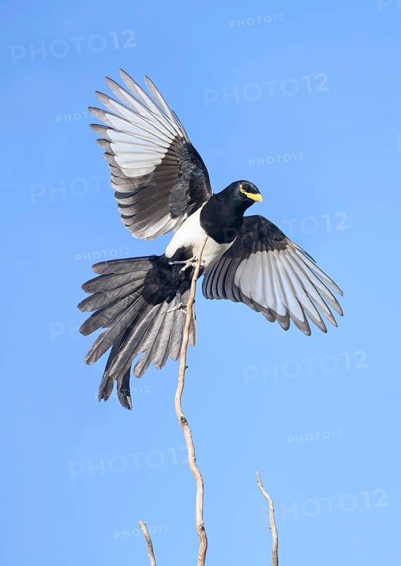 Yellow-billed Magpie (Pica nuttalli) flying, California, USA