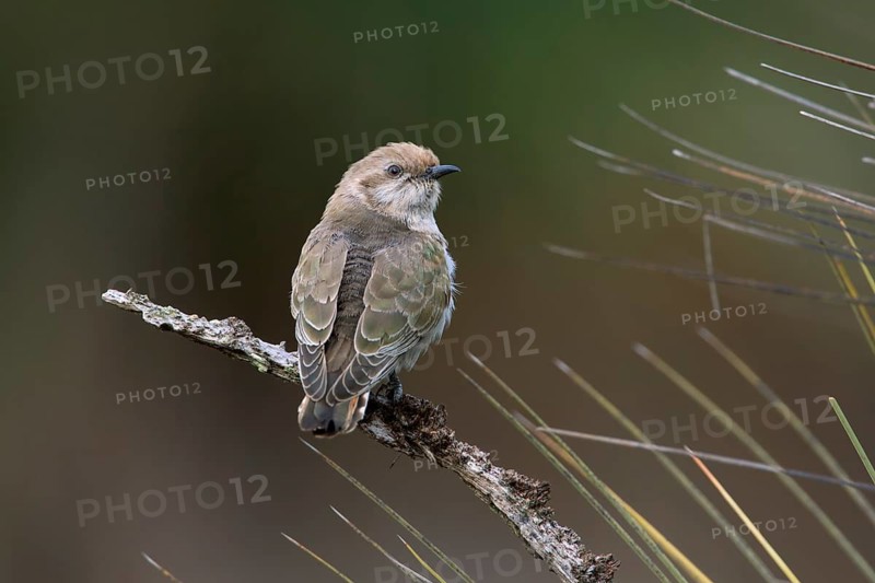 Horsfield's Bronze Cuckoo (Chrysococcyx basalis) juvenile, Victoria, Australia