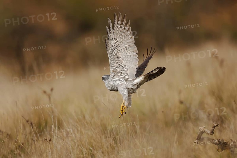 A female Northern Goshawk in mid-flight, displaying its graceful wingspan against a backdrop of tall grass. Captured in natural habitat, showcasing its powerful presence