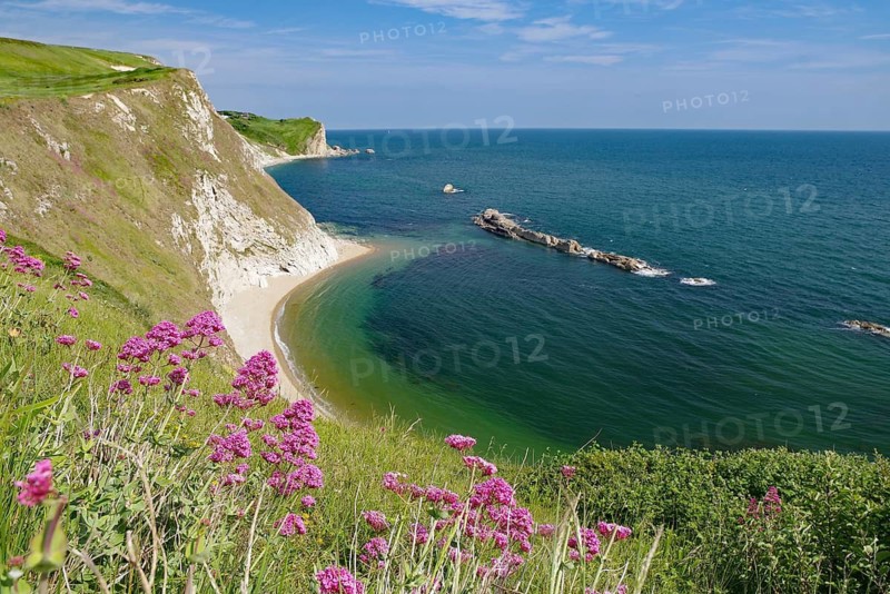 Flowers on the cliffs overlooking the coast and the deep blue sea, Jurassic Coast, Weymouth, Dorset, England, United Kingdom