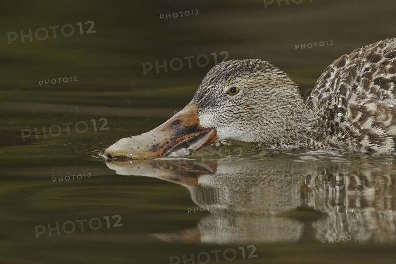 Northern Shoveler (Spatula clypeata) female, Arizona, USA