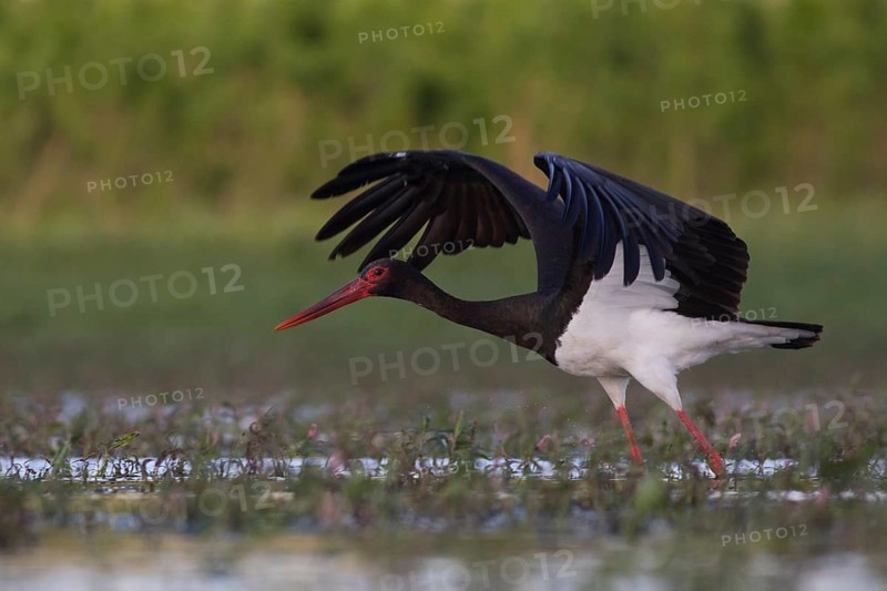 Black Stork (Ciconia nigra) foraging, Tiszaalpár, Hungary