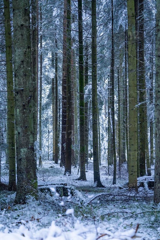 Snow-covered forest trunks in upright format, atmospheric winter picture, Enzklösterle, district of Calw, Black Forest, Germany