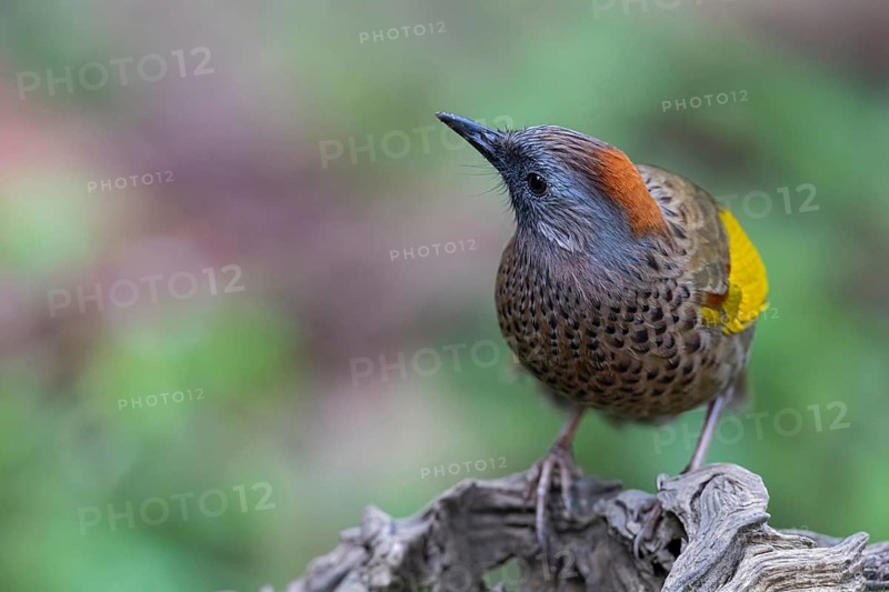 Assam Laughingthrush (Trochalopteron chrysopterum woodi), Yunnan, China