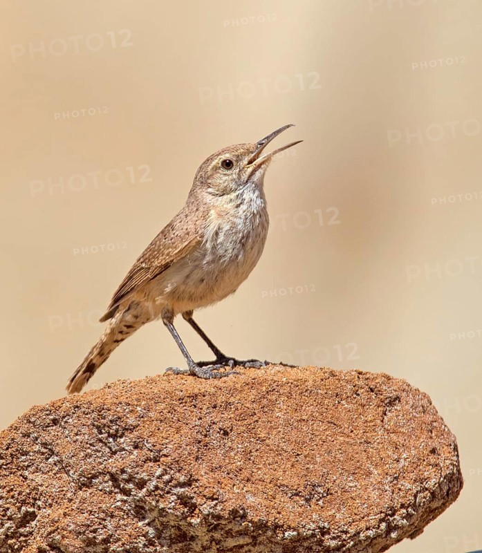 A Rock Wren (Salpinctes obsoletus) perched on a rock in the badlands of North Dakota