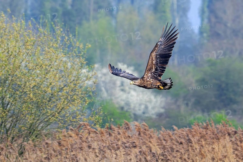 Young white-tailed eagle, Eurasian sea eagle, erne (Haliaeetus albicilla) immature flying over reed bed, reedbed in wetland in spring
