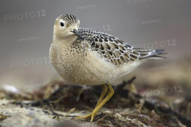 Buff-breasted Sandpiper (Calidris subruficollis), Asturias, Spain