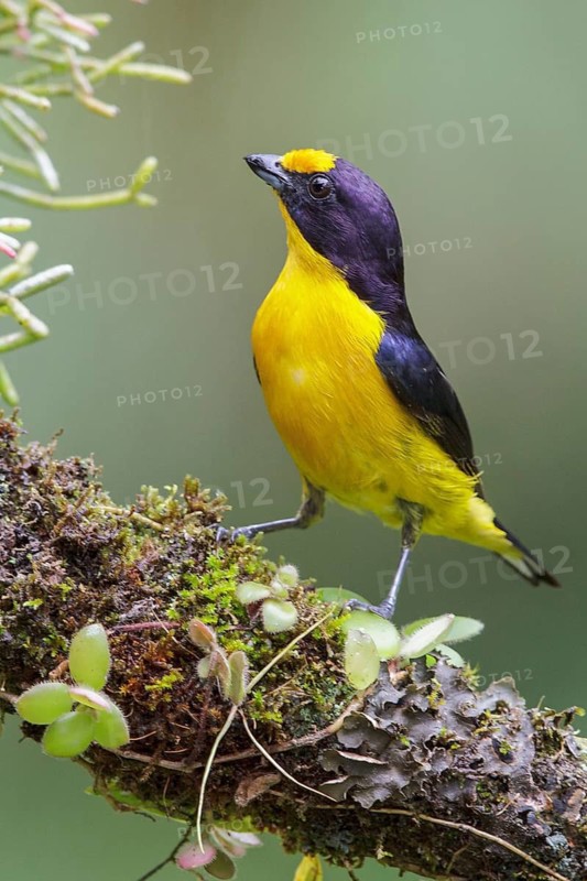 Violaceous Euphonia (Euphonia violacea) perched on a branch in the Atlantic rainforest of southeast Brazil