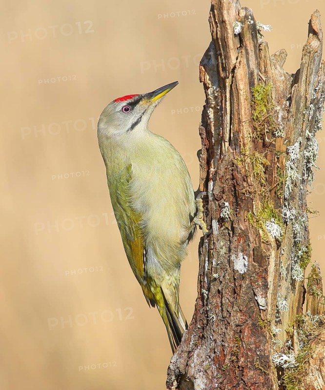 Grey-headed woodpecker (Picus canus), male sitting on a tree stump overgrown with moss and lichen, Wildlife, woodpeckers, birds, nature photography, Neunkirchen, Siegerland, North Rhine-Westphalia, Germany