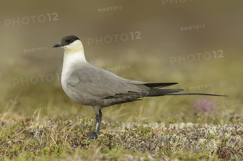 Long-tailed Jaeger (Stercorarius longicaudus), Alaska, USA