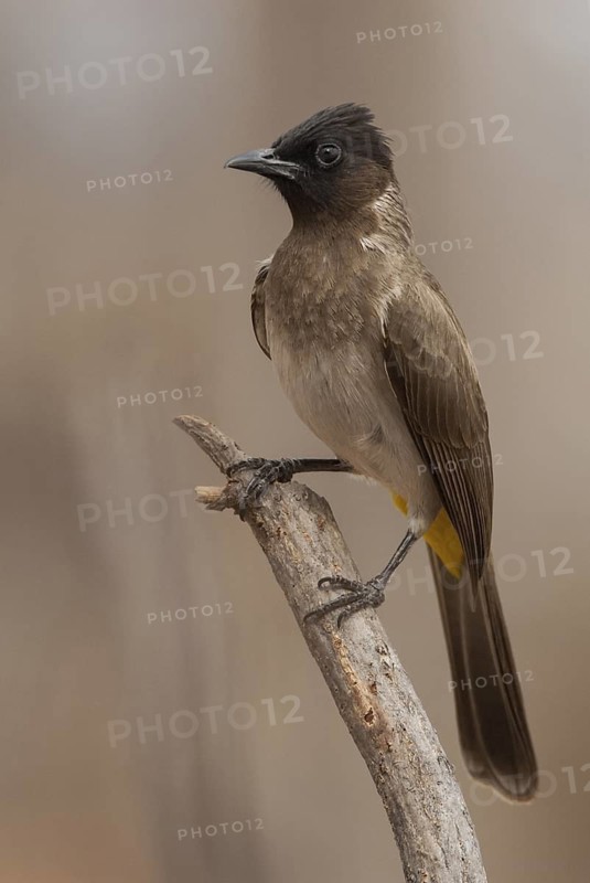 Common Bulbul (Pycnonotus barbatus), Hwange, Zimbabwe