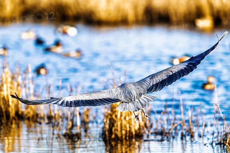 Grey Heron, Ardea cinerea, bird in winter on marshes in winter