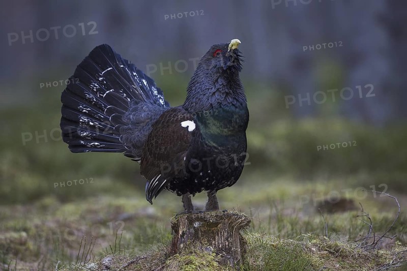 Western Capercaillie (Tetrao urogallus) male, Scotland, United Kingdom