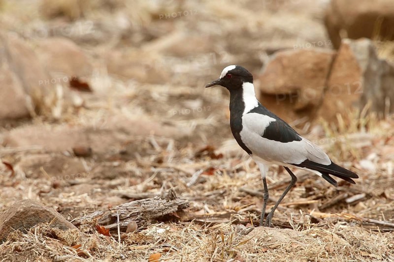 Blacksmith Lapwing (Vanellus armatus), Kruger National Park, South Africa