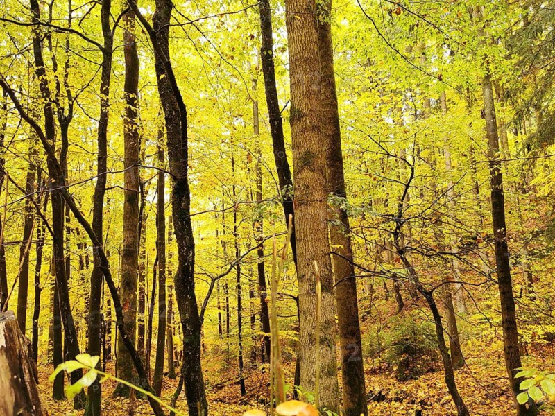 Bright autumn forest with intense yellow leaves and sunlight, Franconian Forest nature park Park