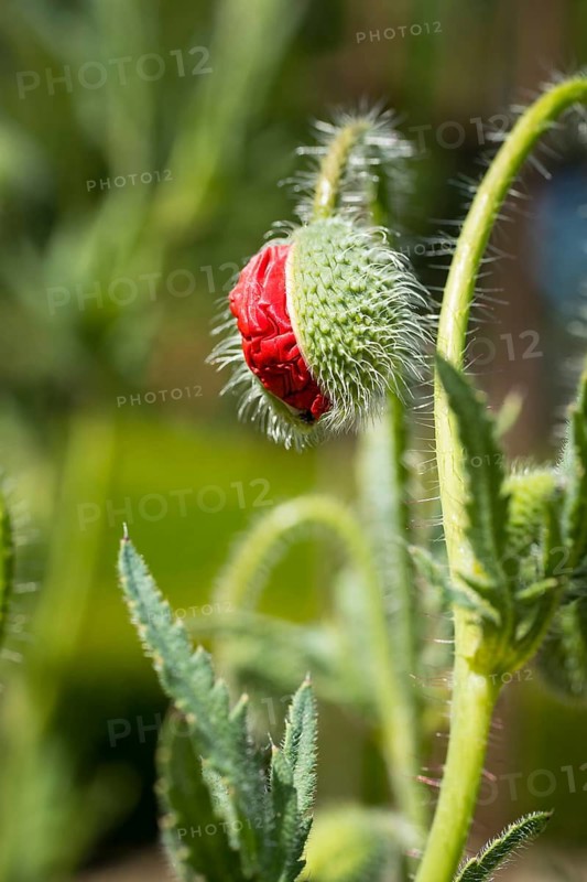Bursting bud of a poppy flower (papaver)