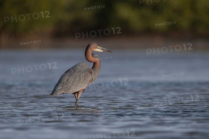Goliath Heron (Ardea goliath), Senegal