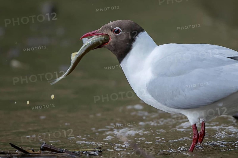 Black-headed Gull (Chroicocephalus ridibundus) eating Common bleak (Alburnus alburnus), Mecklenburg-Western Pomerania, Germany