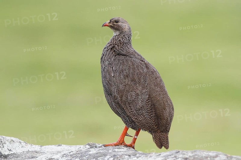 Cape Spurfowl (Pternistis capensis), Western Cape, South Africa