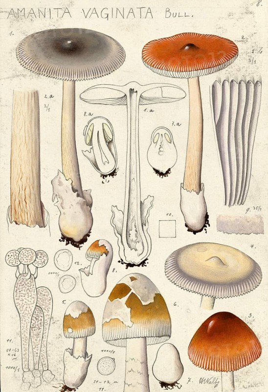 Mushroom, fungi, grey vaginal streak, Amanita vaginata, syn. Amanitopsis vaginata and Vaginata plumbea, authentic reproduction of an illustration by Hans Walty (1868-1948) from about 1915, historical