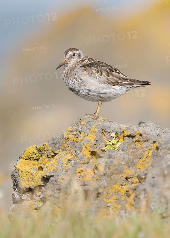 Purple Sandpiper (Calidris maritima), Iceland
