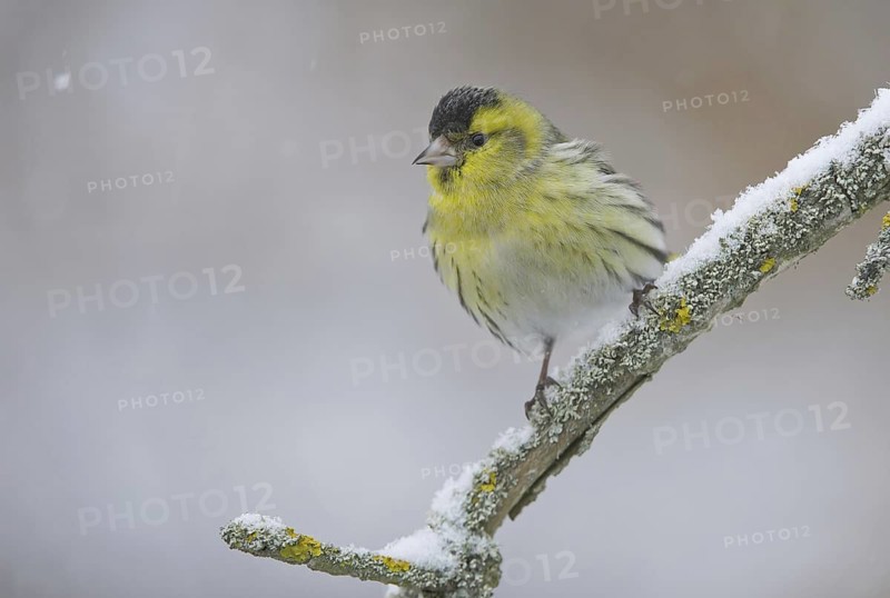 Eurasian Siskin (Spinus spinus) male, Saxony, Germany