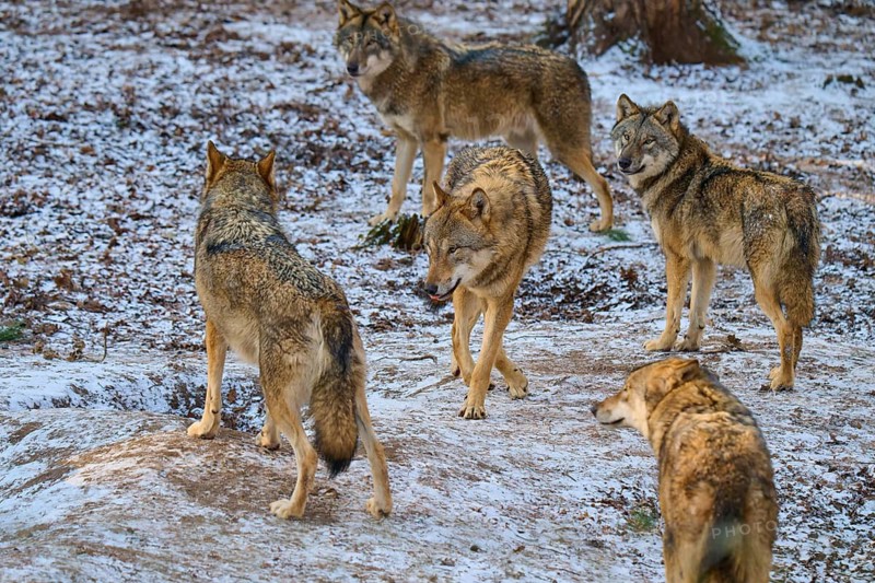Five wolves interacting one wolf in the centre in the snowy forest, pack, winter, wolf (Canis lupus), Germany