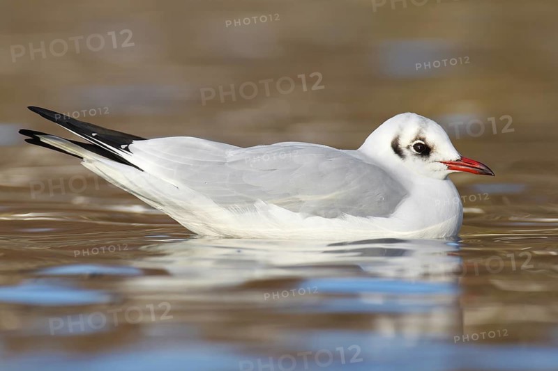 Black-headed Gull (Chroicocephalus ridibundus), Berlin, Germany