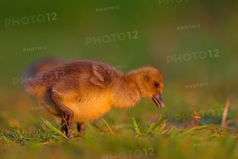 Greylag goose, Anser Anser, flight photo, sideways, chick, gosling, Wagbachniederung, Baden-W¸rttemberg, Germany