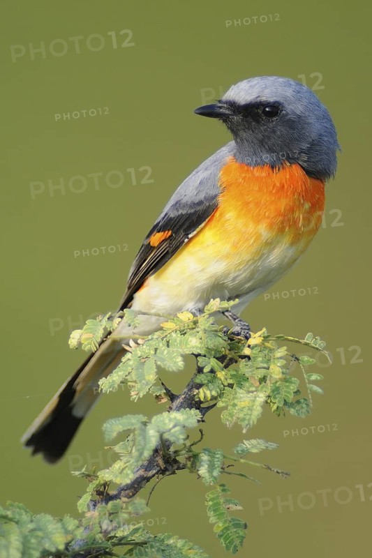 Small Minivet (Pericrocotus cinnamomeus), India