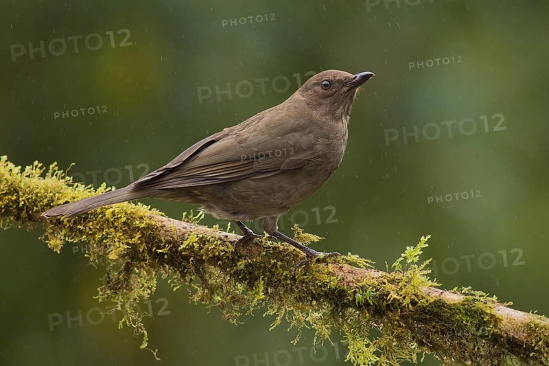 Mountain Thrush (Turdus plebejus), Costa Rica