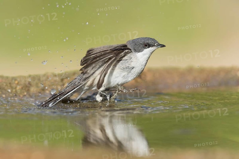 Lesser Whitethroat (Sylvia curruca) bathing, Eilat, Israel