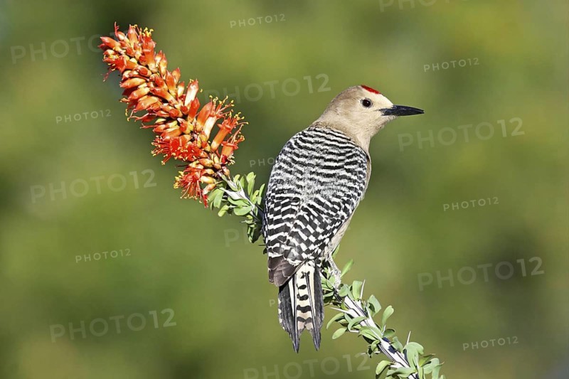 Gila Woodpecker Melanerpes uropygialis Tucson, Arizona, United States 6 April Adult Male on Ocotillo. Picidae