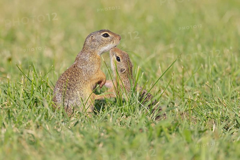 European ground squirrel (Spermophilus citellus) adult with young in a meadow, Burgenland Austria