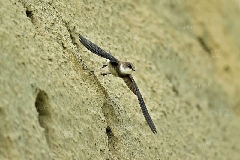 Sand martin (Riparia riparia), taking off from its breeding tube, Reussegg nature reserve, Canton Aargau, Switzerland