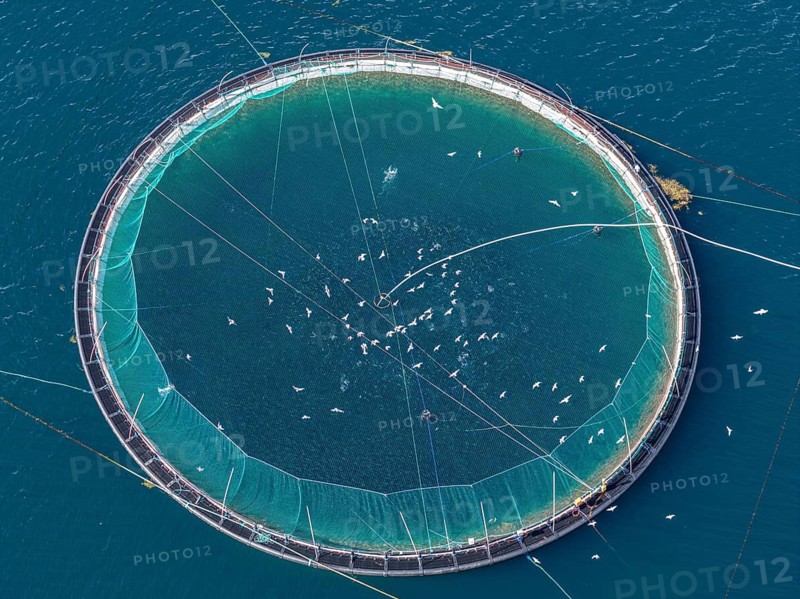 Cages of a salmon farm, at Raften at the Raftsund, the waterway between Lofoten and Vesteralen, aerial view top-down, Norway