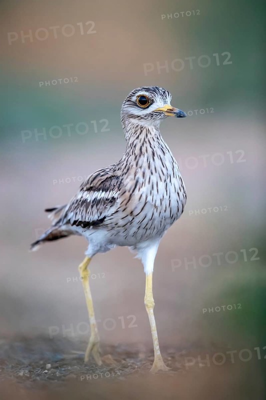 Eurasian Stone-curlew (Burhinus oedicnemus), Castile-La Mancha, Spain