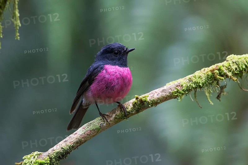 Pink Robin (Petroica rodinogaster) male perched on a branch, Victoria, Australia