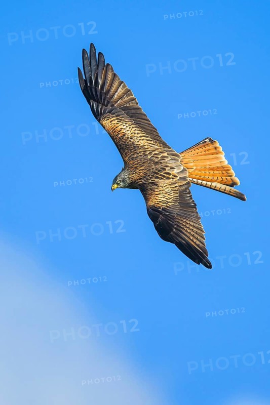 Red Kite, Milvus milvus, bird in flight
