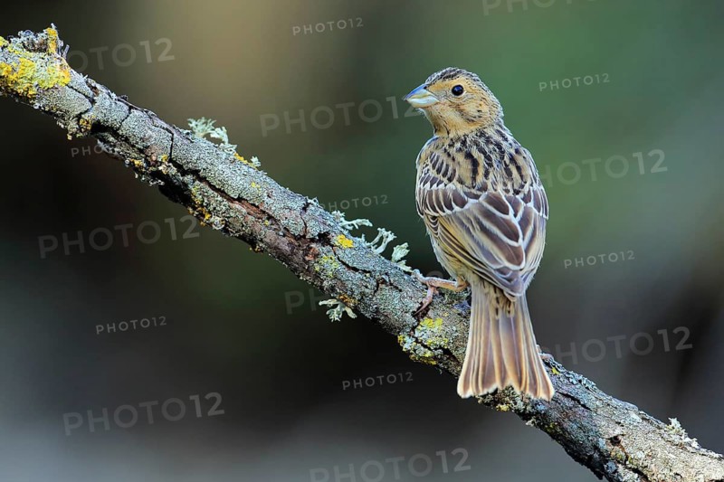 Corn Bunting (Emberiza calandra) juvenile, Andalusia, Spain