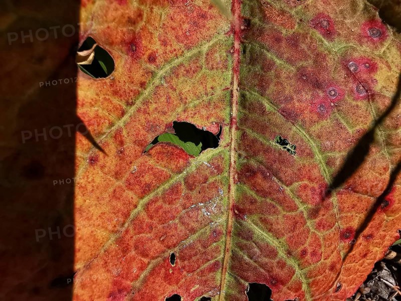 Close-up of a red, weathered leaf with visible texture, hiking in the Franconian Forest nature park Park
